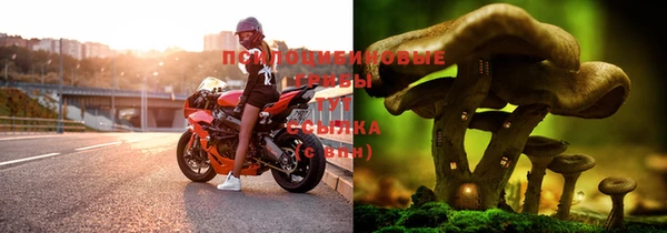 гашик Арсеньев